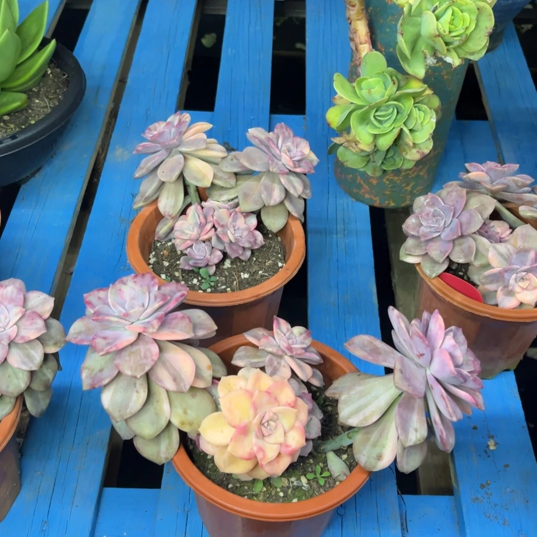 小雨多肉群生紫乐锦