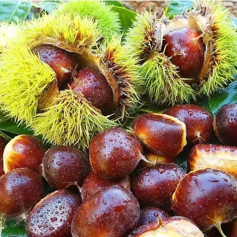 3斤特惠2025云南高山老树板栗