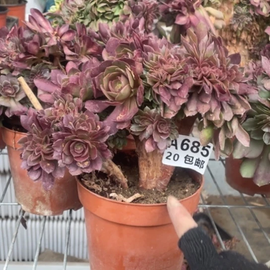 紫***树多肉植物685万圣节缀化