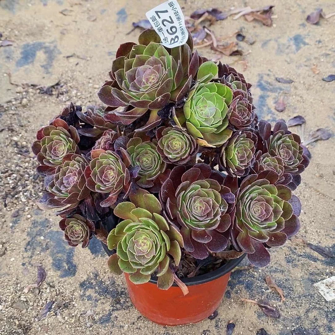 627花花公子老桩有砍母本