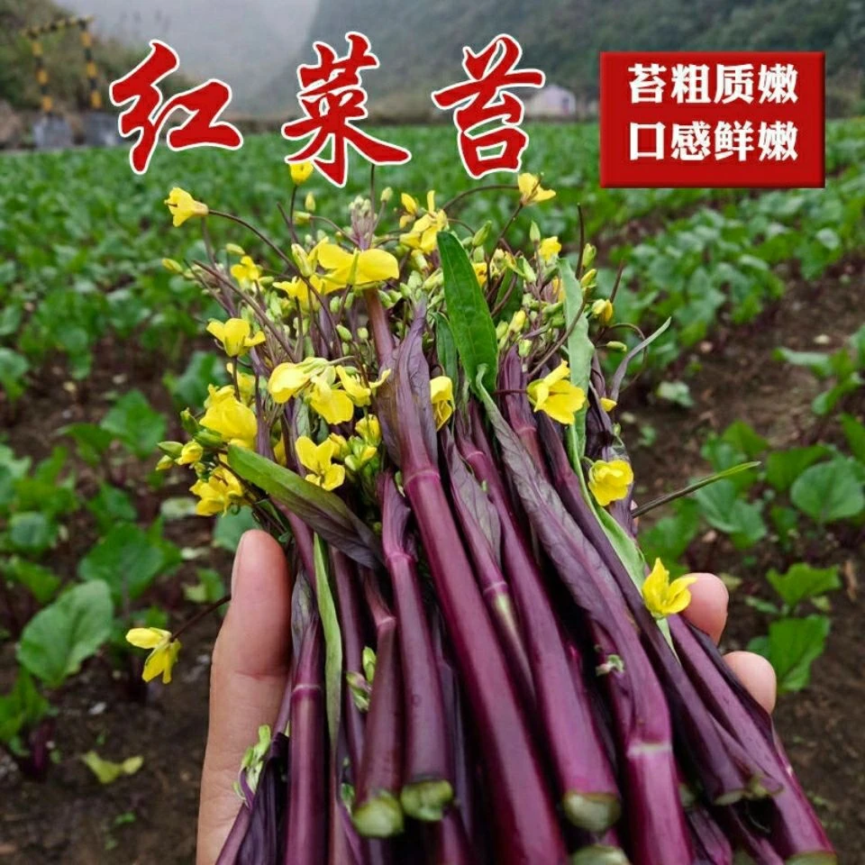 耐寒秋播多茬采收红菜苔种子广东菜心菜台蔬菜种籽红芥兰菜种子