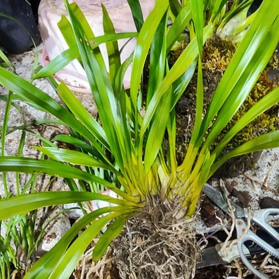 无花朵虎王虎头兰