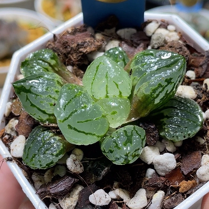 686琉璃特选福利一物