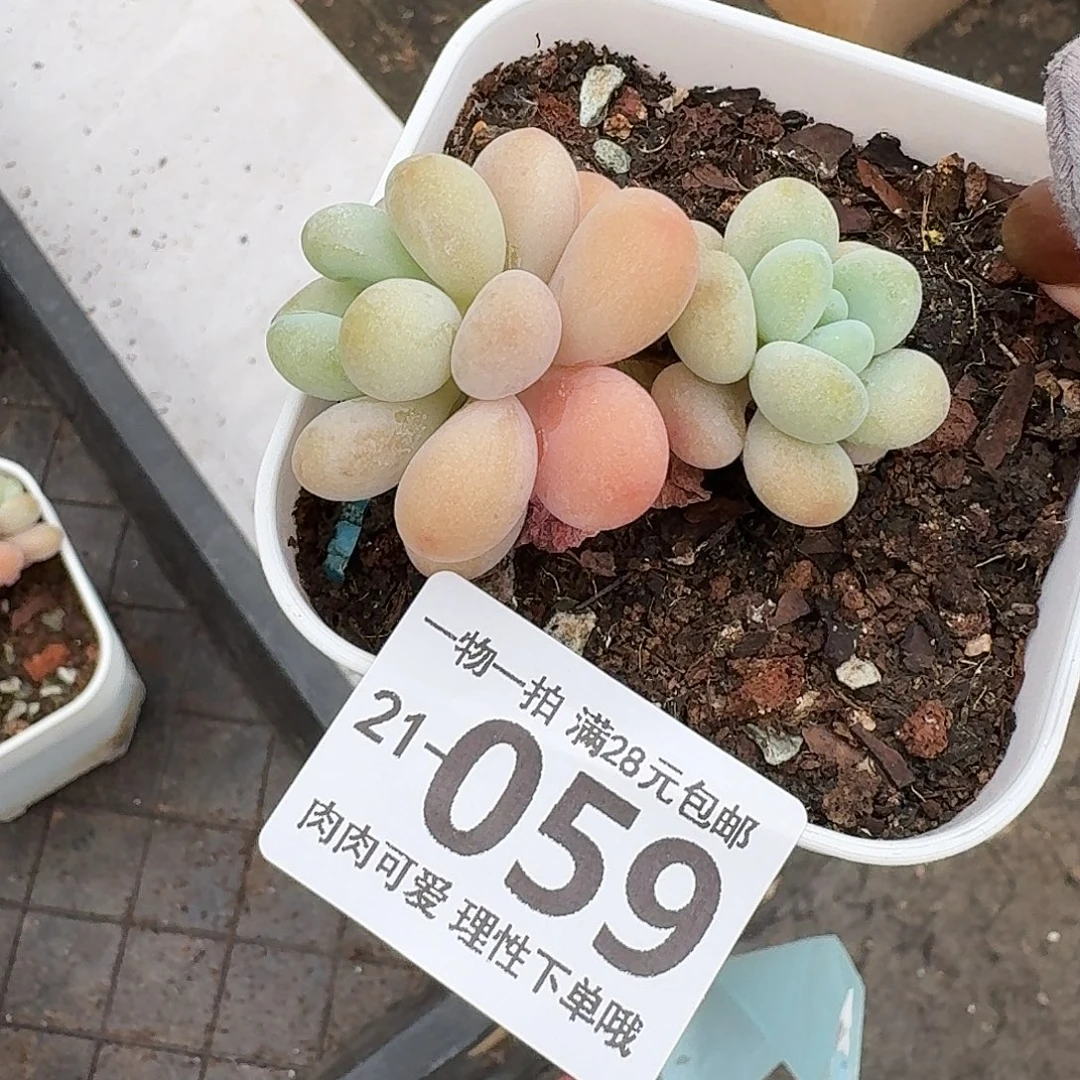 珍妮手指无盆土发货