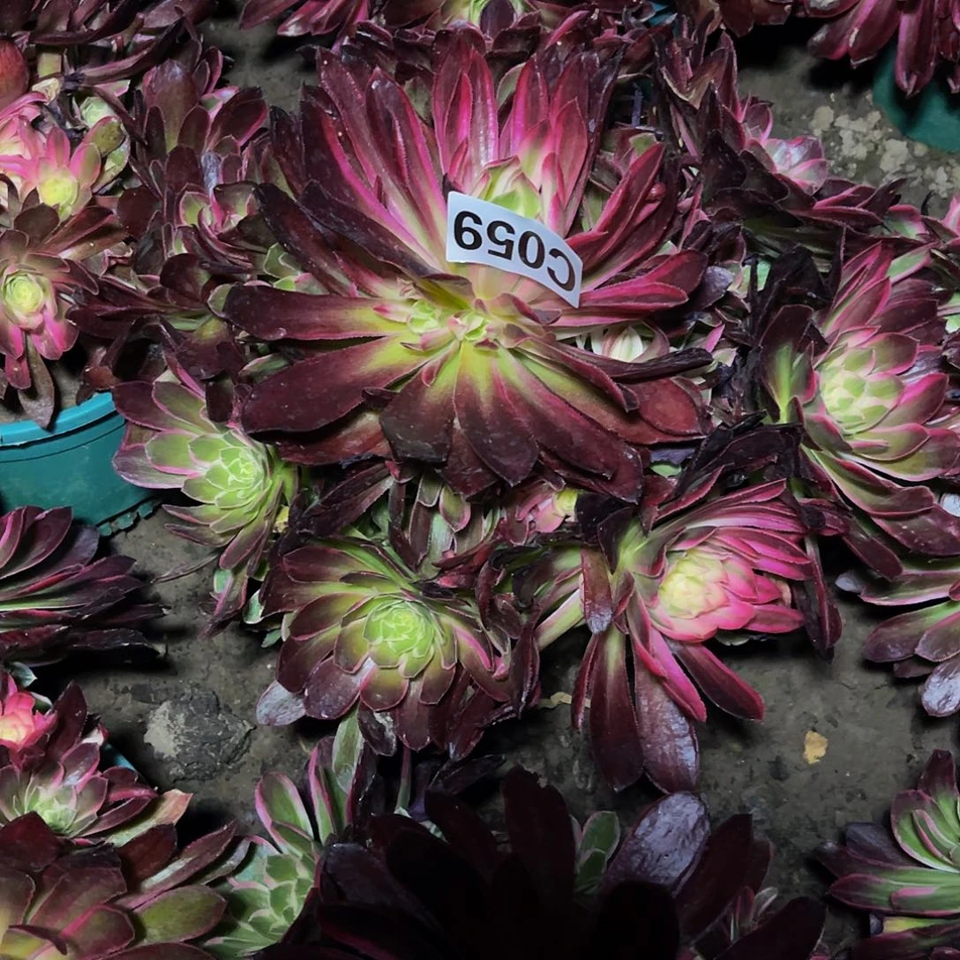 玉芙蓉法师30/32包邮