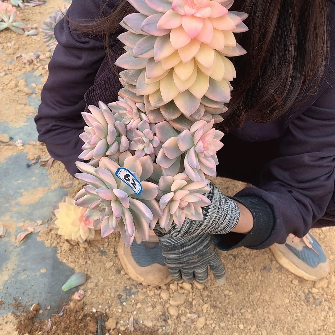 62 淡雪锦 一物一拍多肉