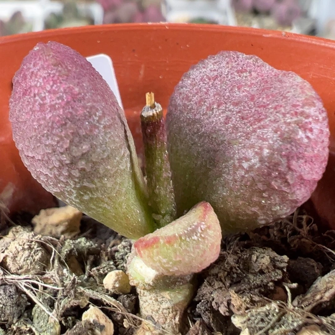 w夏娃多肉植物水泡
