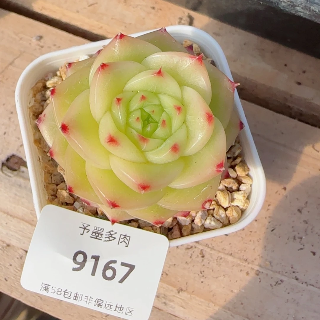 冰薄荷，9167多肉
