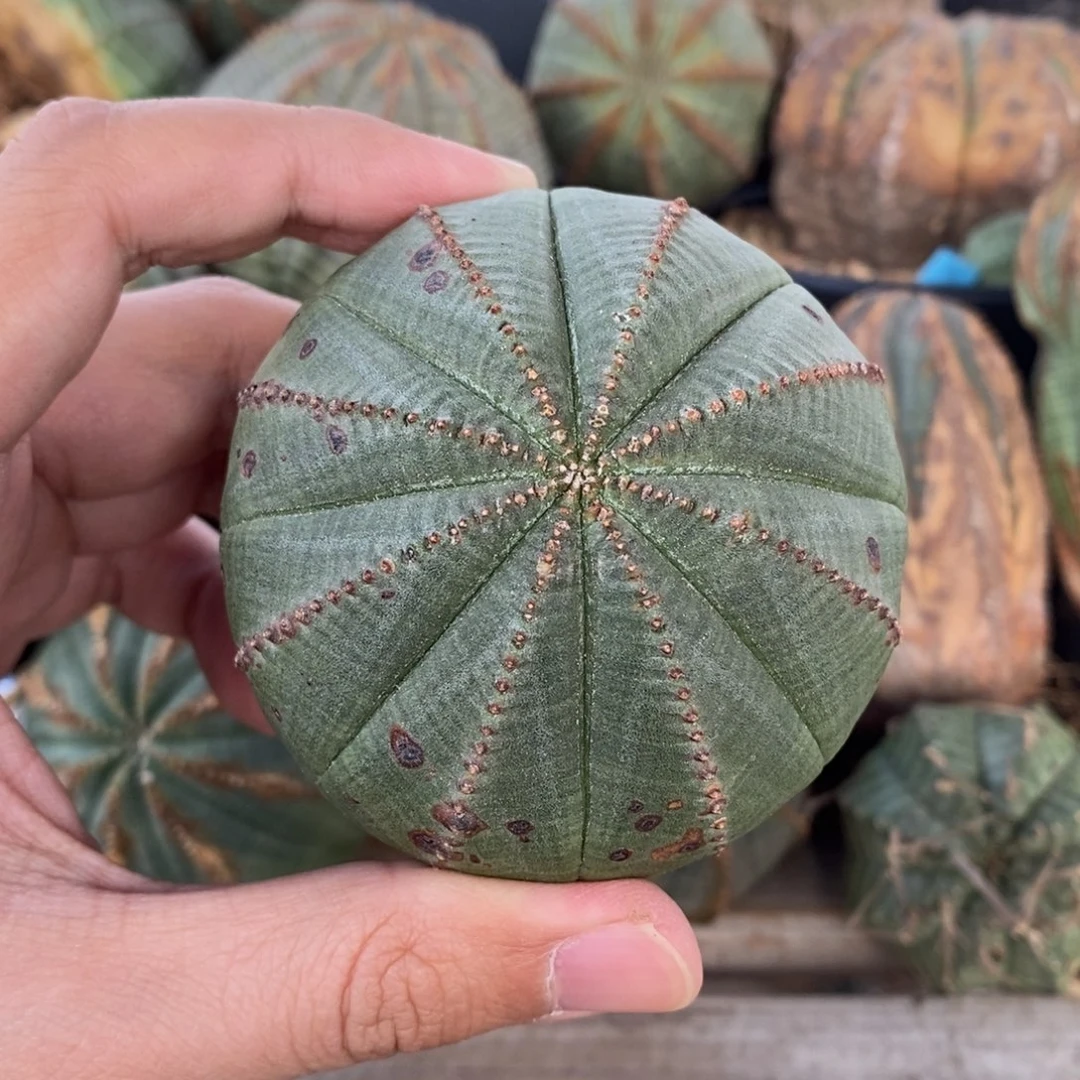 5 欧系实生布纹球多肉植物