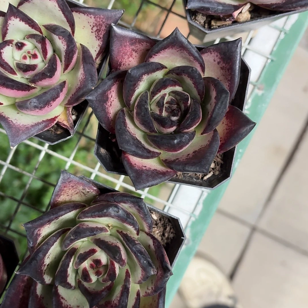 魔王乌木7㎝盆参考