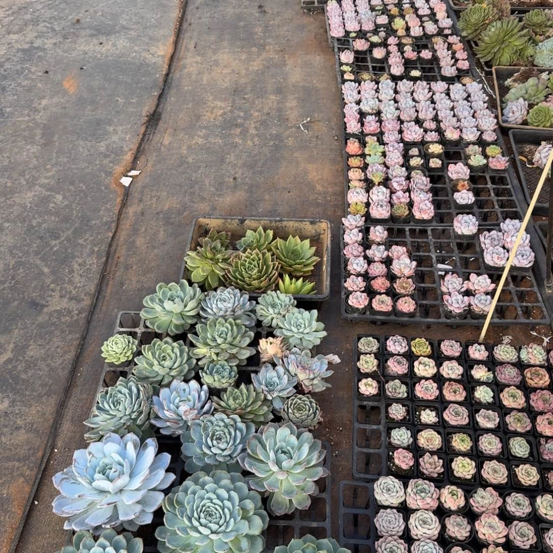 退款绿菜混合五号箱子一箱子量拍14-107