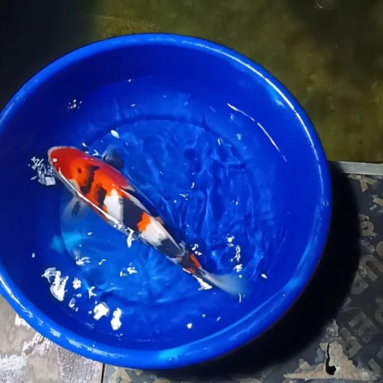 目***影锦鲤9996558847889988555