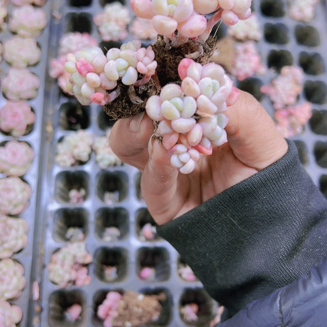 花瓣露群生苗3个19包邮
