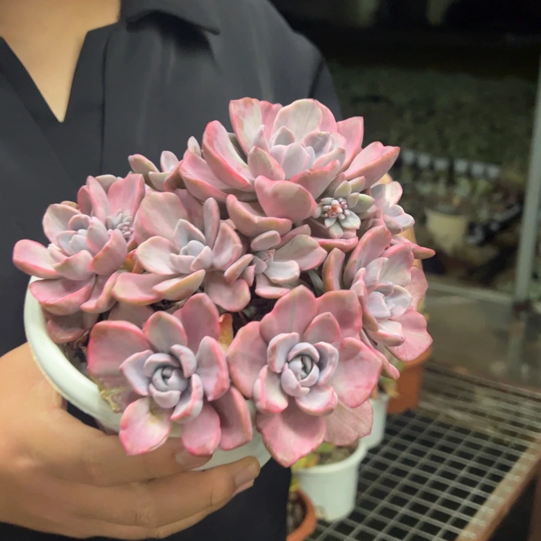 理查德夫人整装整群