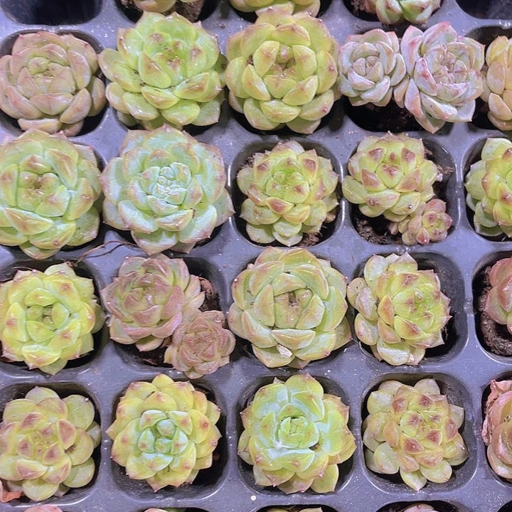 精品葡萄珍妮多肉植物