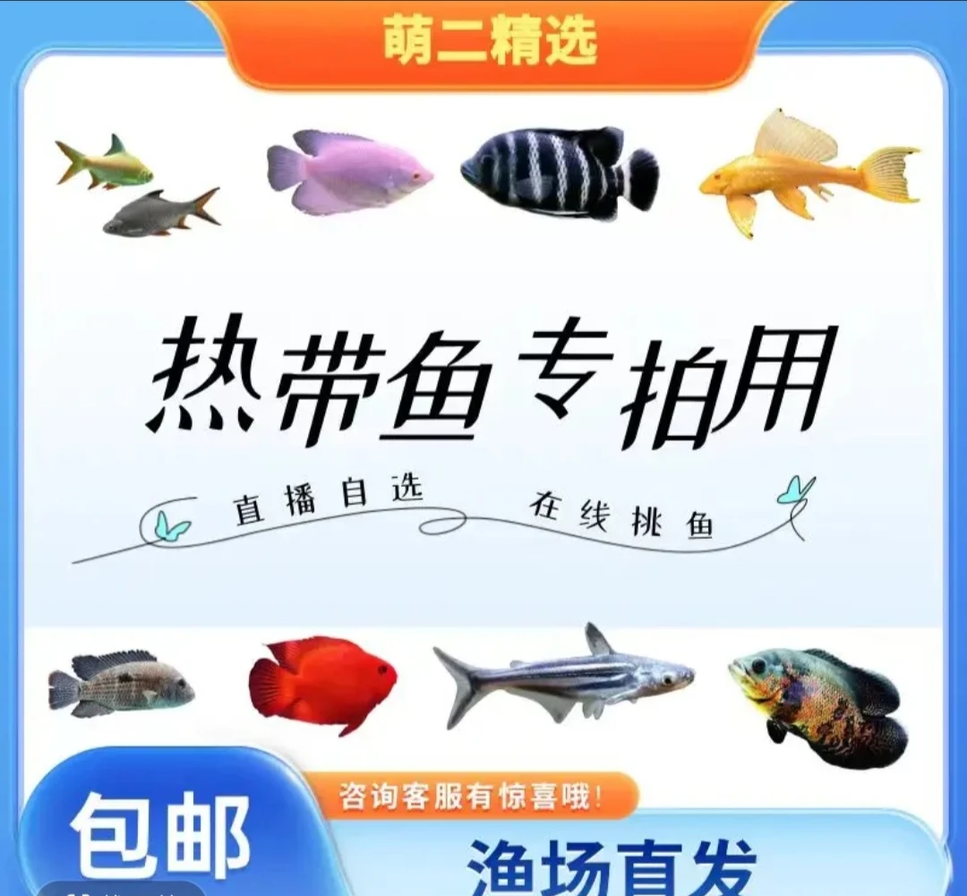 活体宠物大型热带鱼，大高鳍