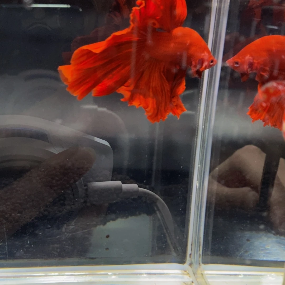 紫****斗鱼354巨斗111111