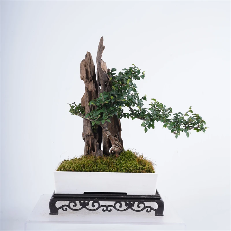 211# P21山有品原创 附木盆景