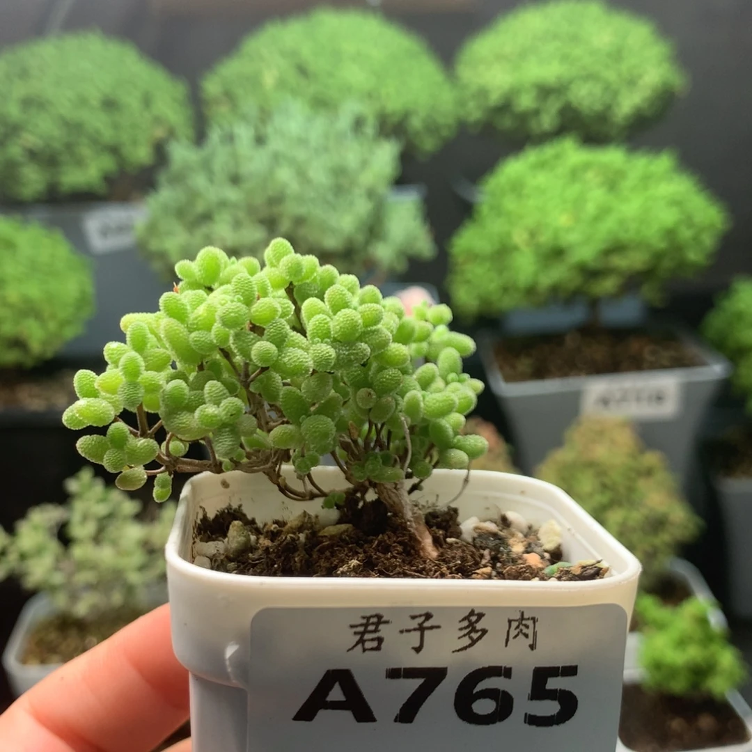 765蜜橘。