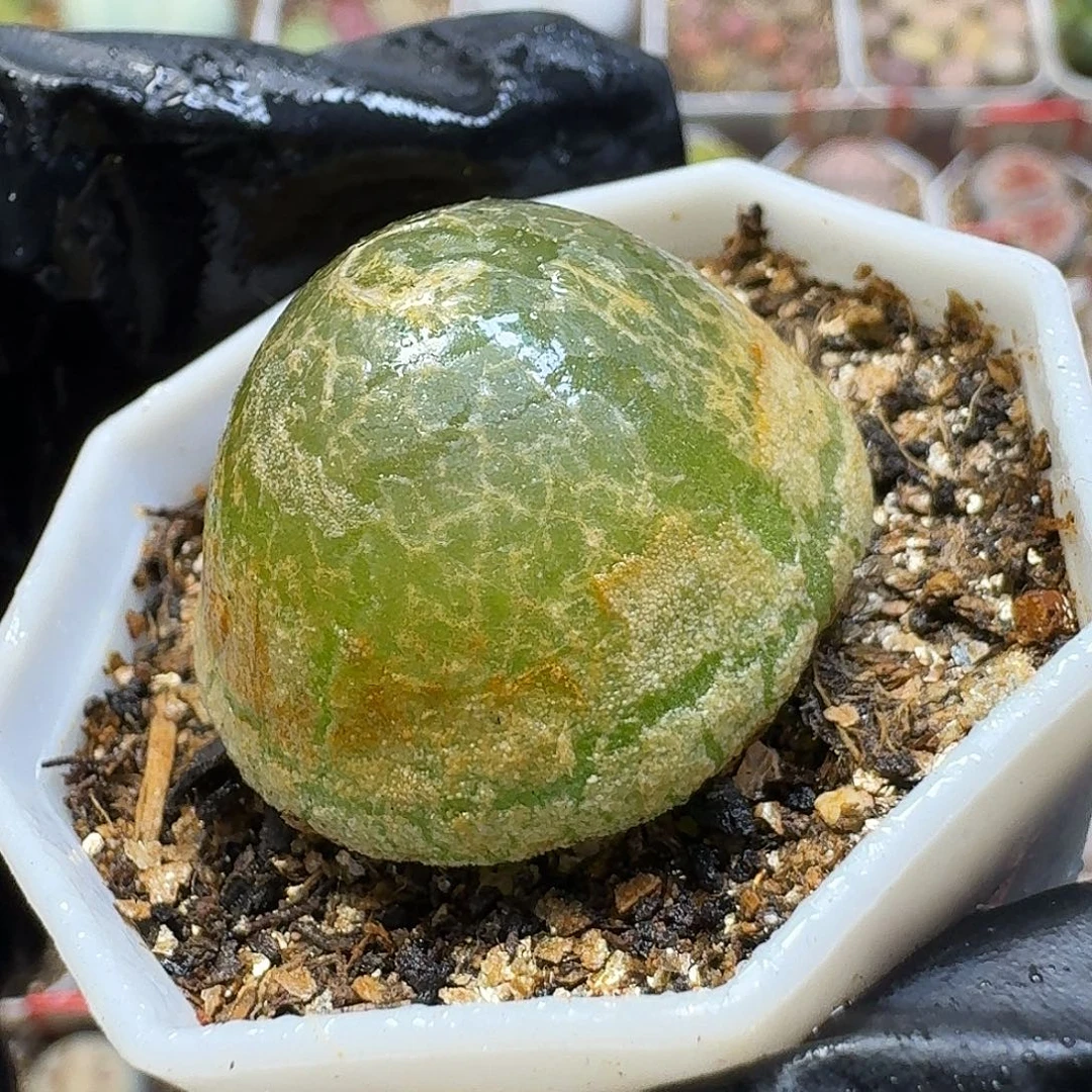 阳***玉生石花11111。  181