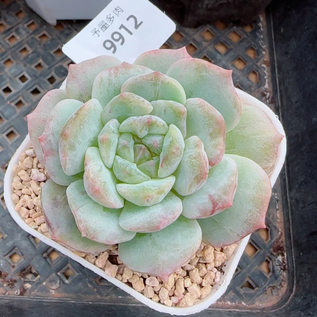 海梦石化，9912多肉植物