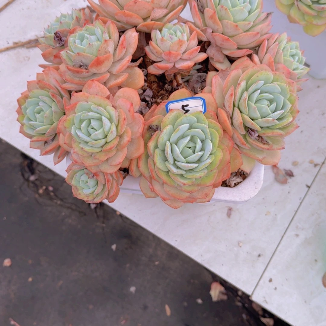 5恋曲多肉植物有哪些特点