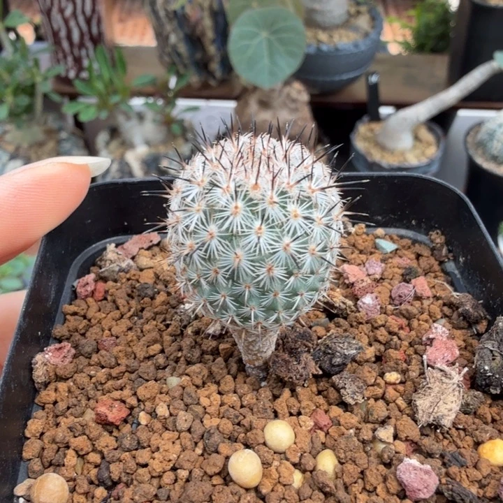 赤花美针玉678 仙人球