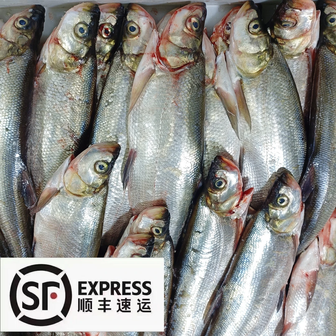 冰下白鱼（岛子鱼）保鲜不保活 /顺丰快递