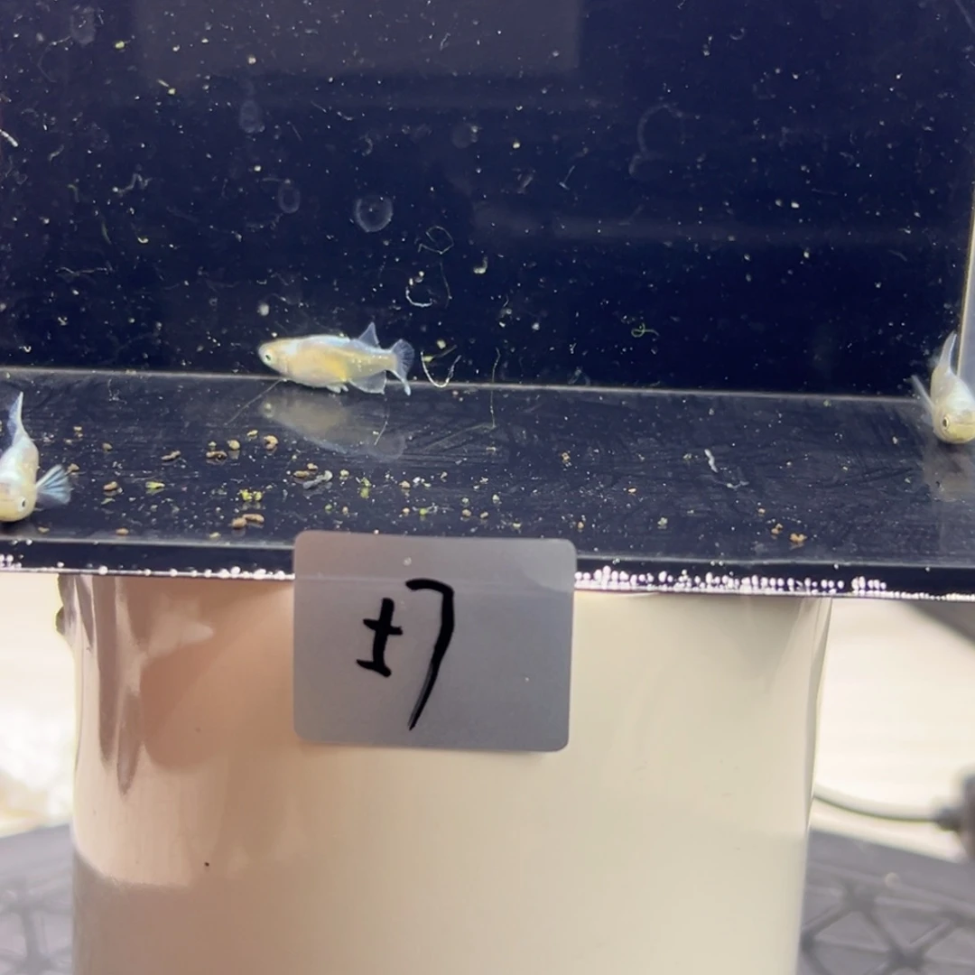 青鳉鱼57。