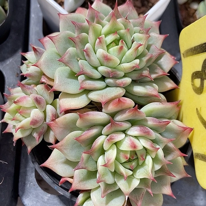 多肉植物蓝眼睛1857多肉