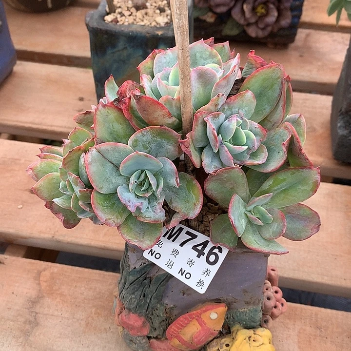 白凤杂 缀化 多肉植物9.22号以后发货
