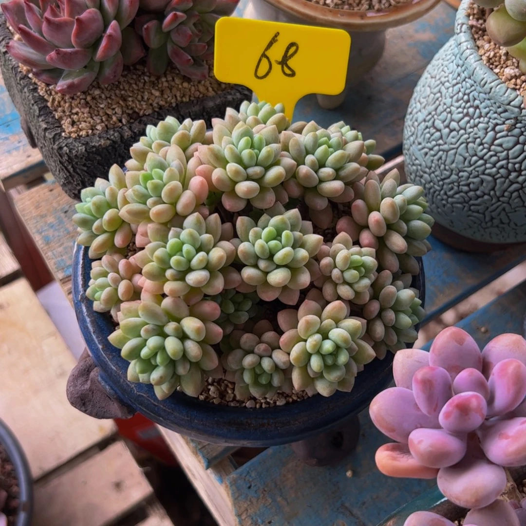 琦***婆手捧花洛可可多肉