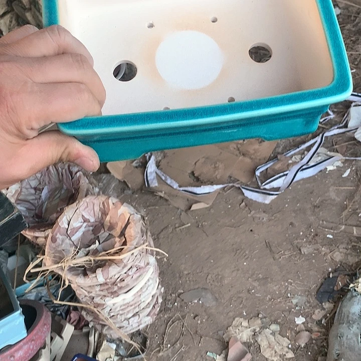 紫砂哈哈真的超级可爱哈哈哈