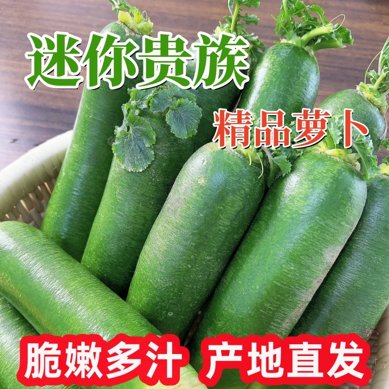 【张书记专属】迷你贵族正宗潍坊口感萝卜原产地直发山东特产青萝卜