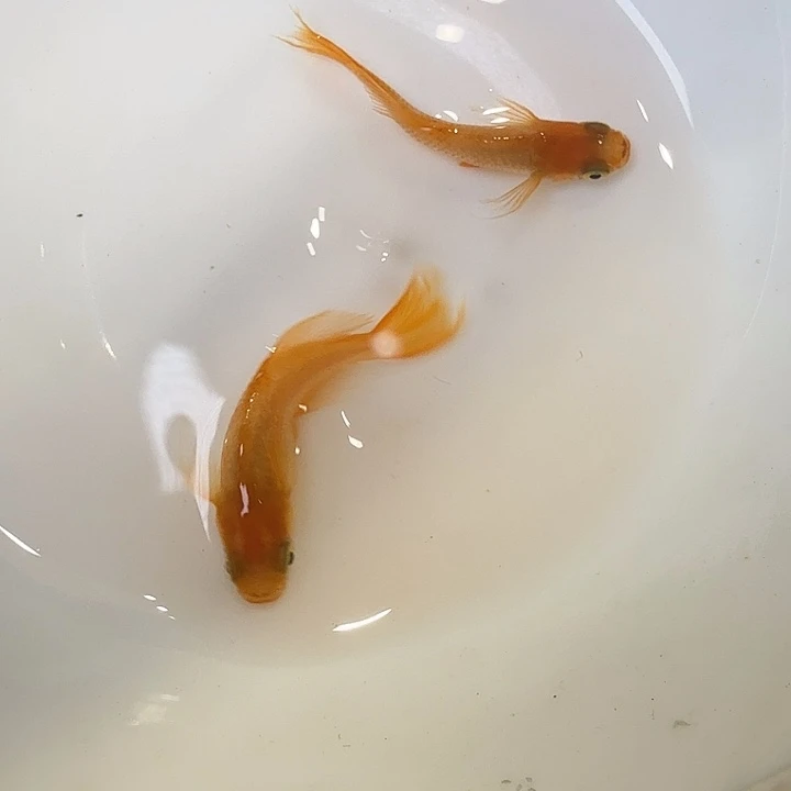 青鳉鱼59号拍品贵妃蝶