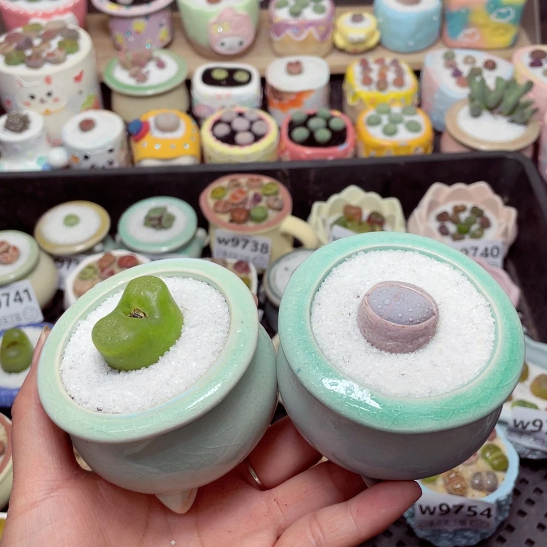 w9756 -零下地区拍保温箱-15支持寄养