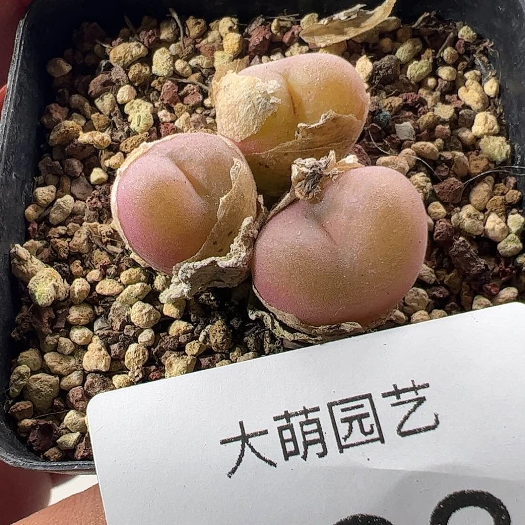 一物一拍。       993脱土发