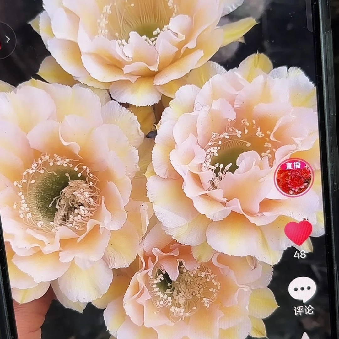 16-18彩公分侧牙20包邮11