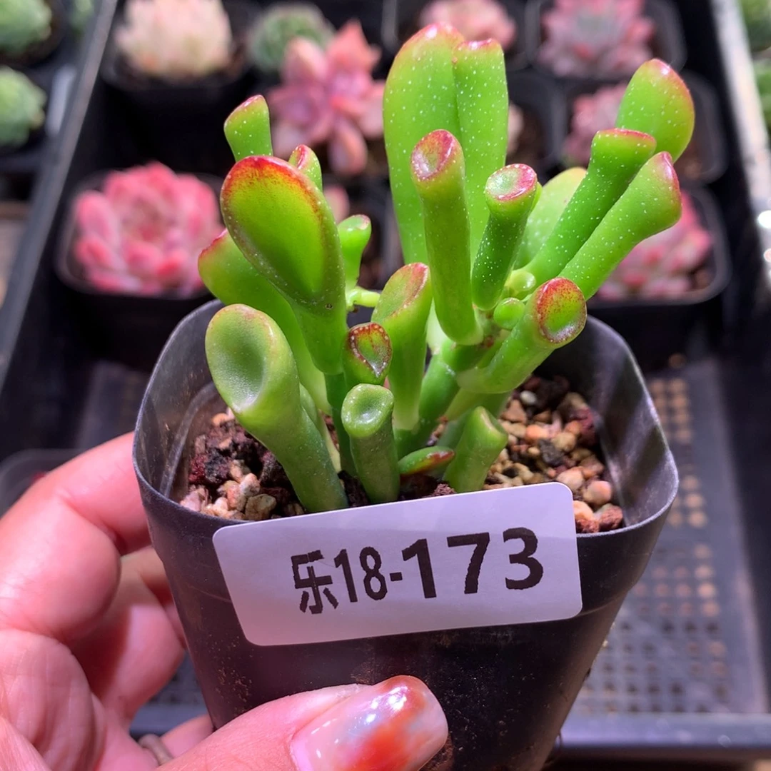 乐然18-173 吸财树