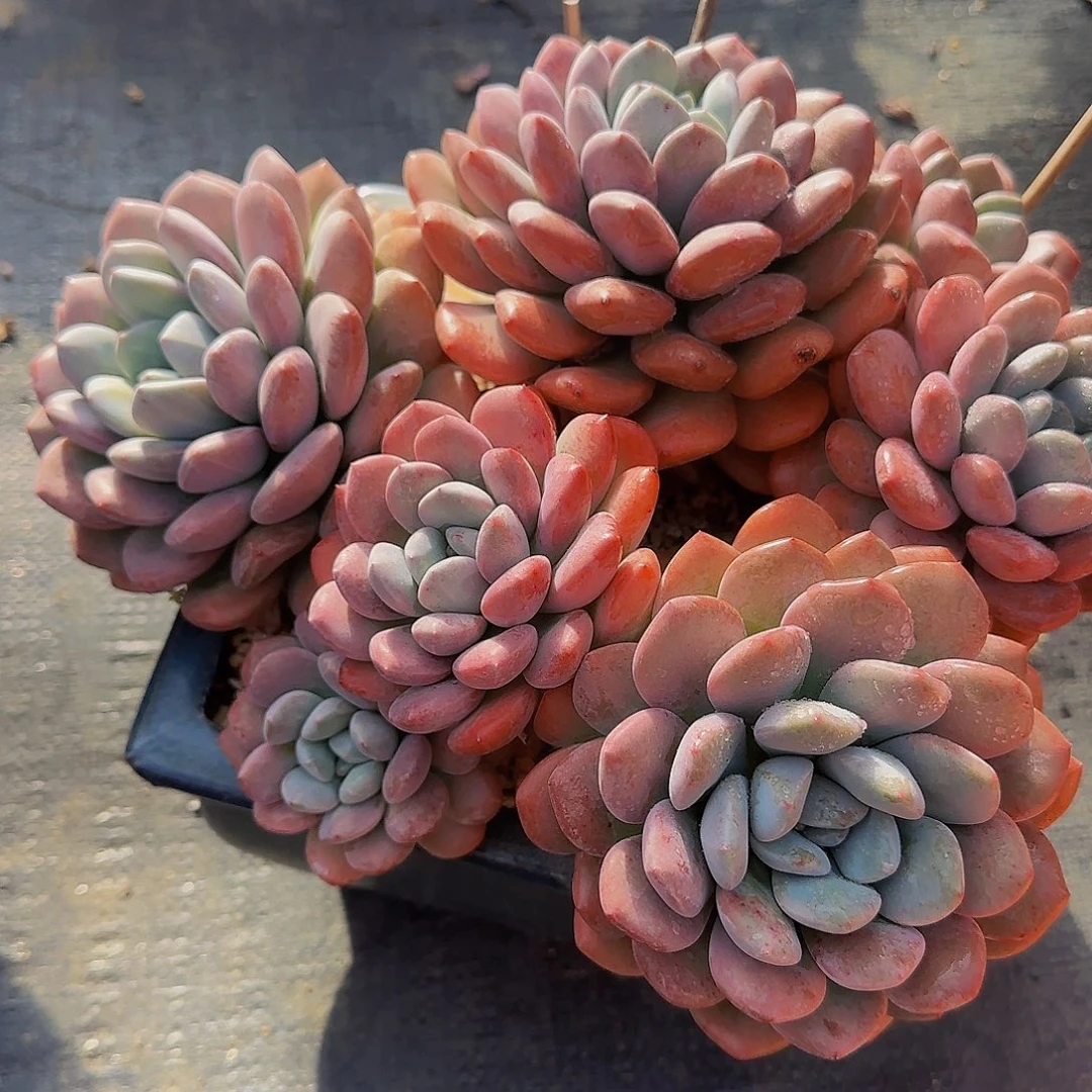 多肉1111111111111111111