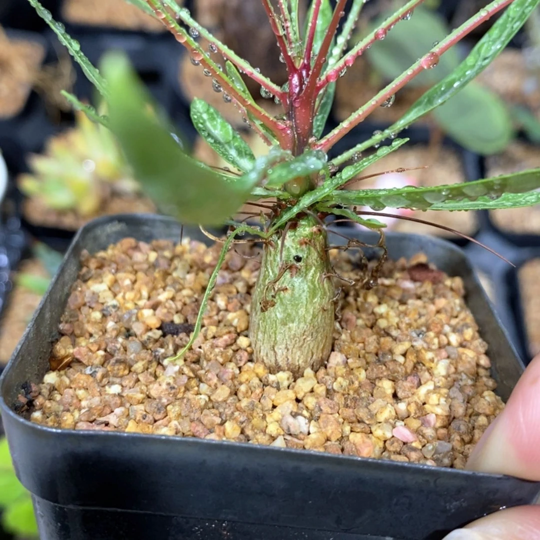 【闪购商品】紫福贵