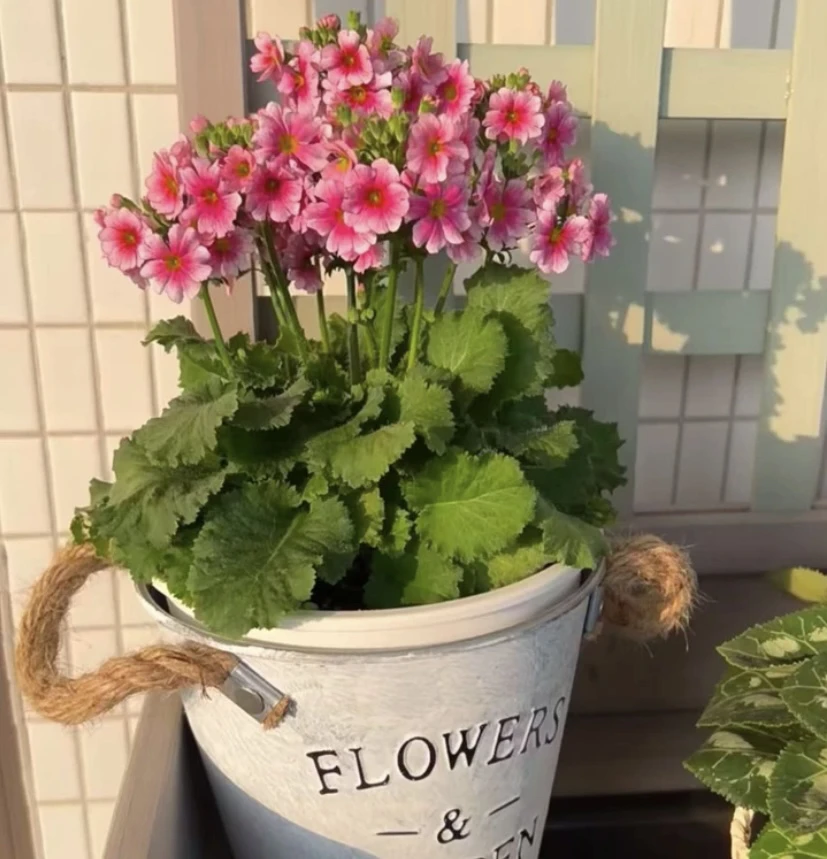 【彩云报春】阳台盆栽！原盆原土超级好养耐寒四季开花