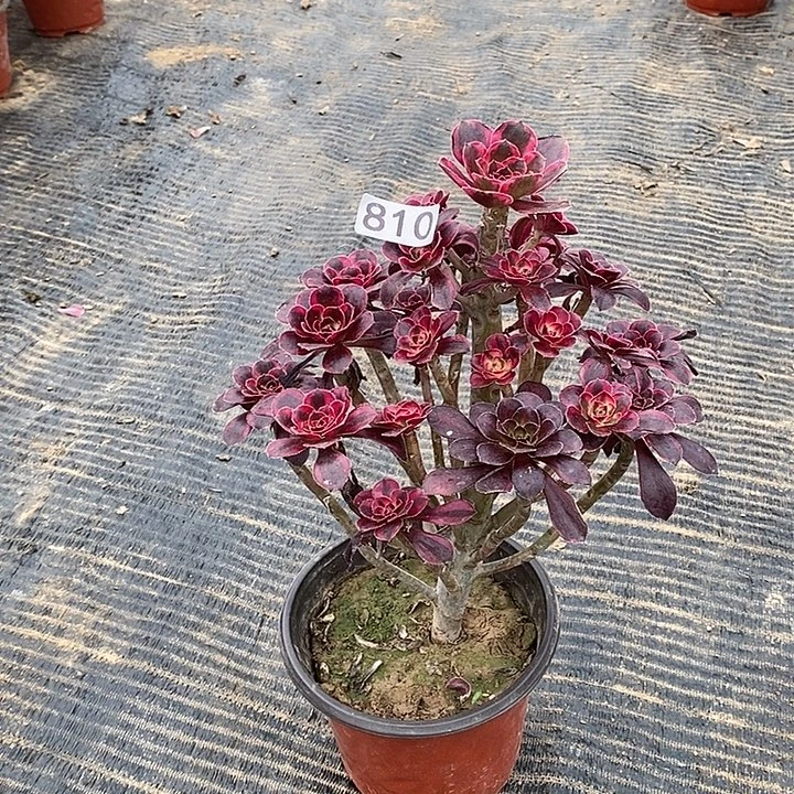 810，丽娜多肉法师多肉法师