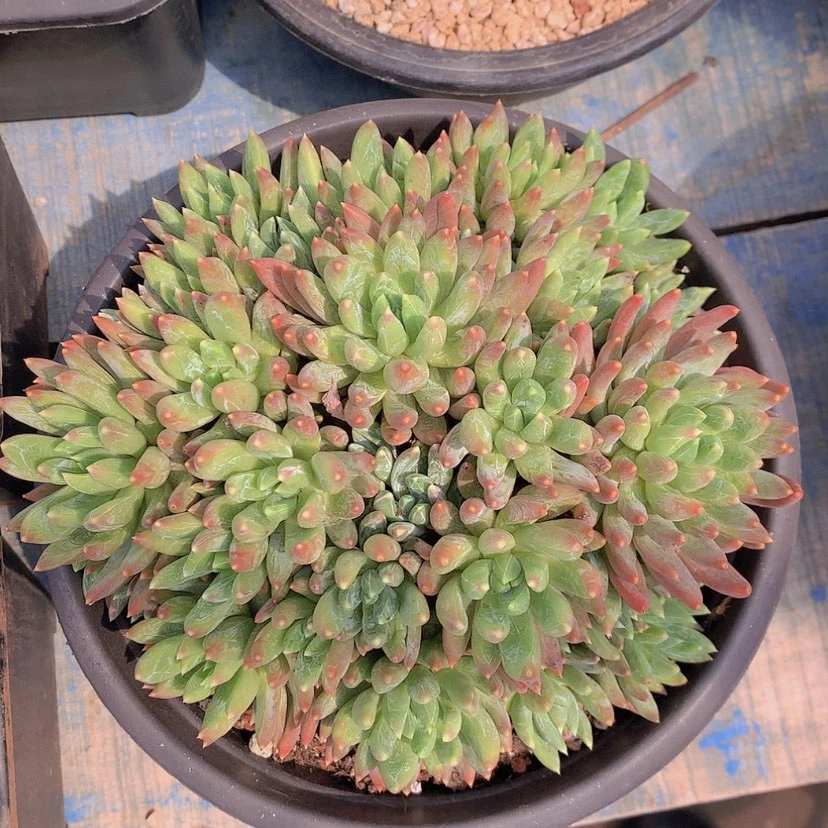 【闪购商品】彩虹炫彩星