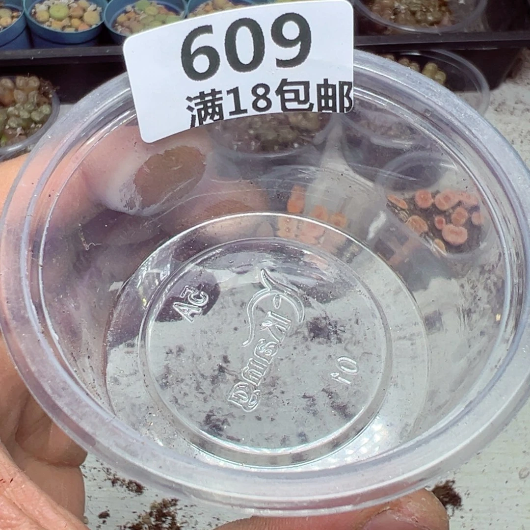 【闪购商品】可***x609 拉灯十颗