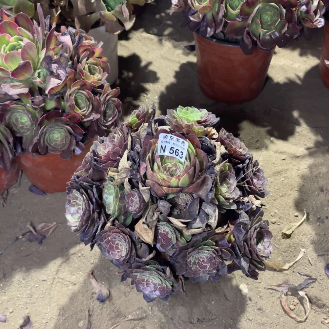 563花月夜多肉法师断枝不包