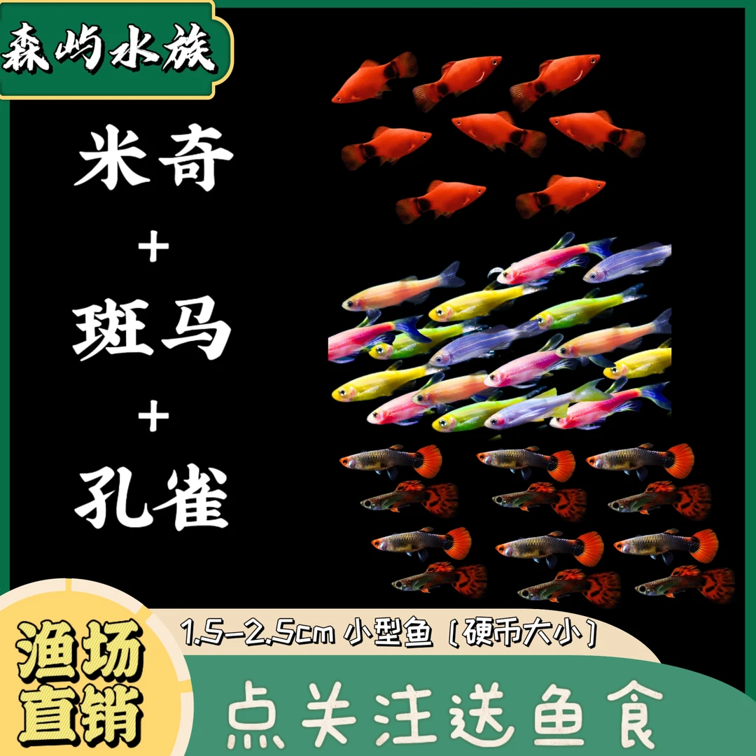 福利米奇斑马孔雀组合小型热带观赏鱼好养耐活适合新手活体淡水鱼