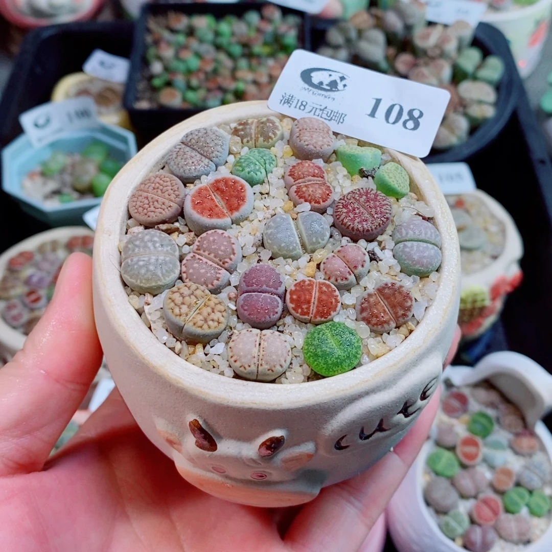 生石花花花花花花108