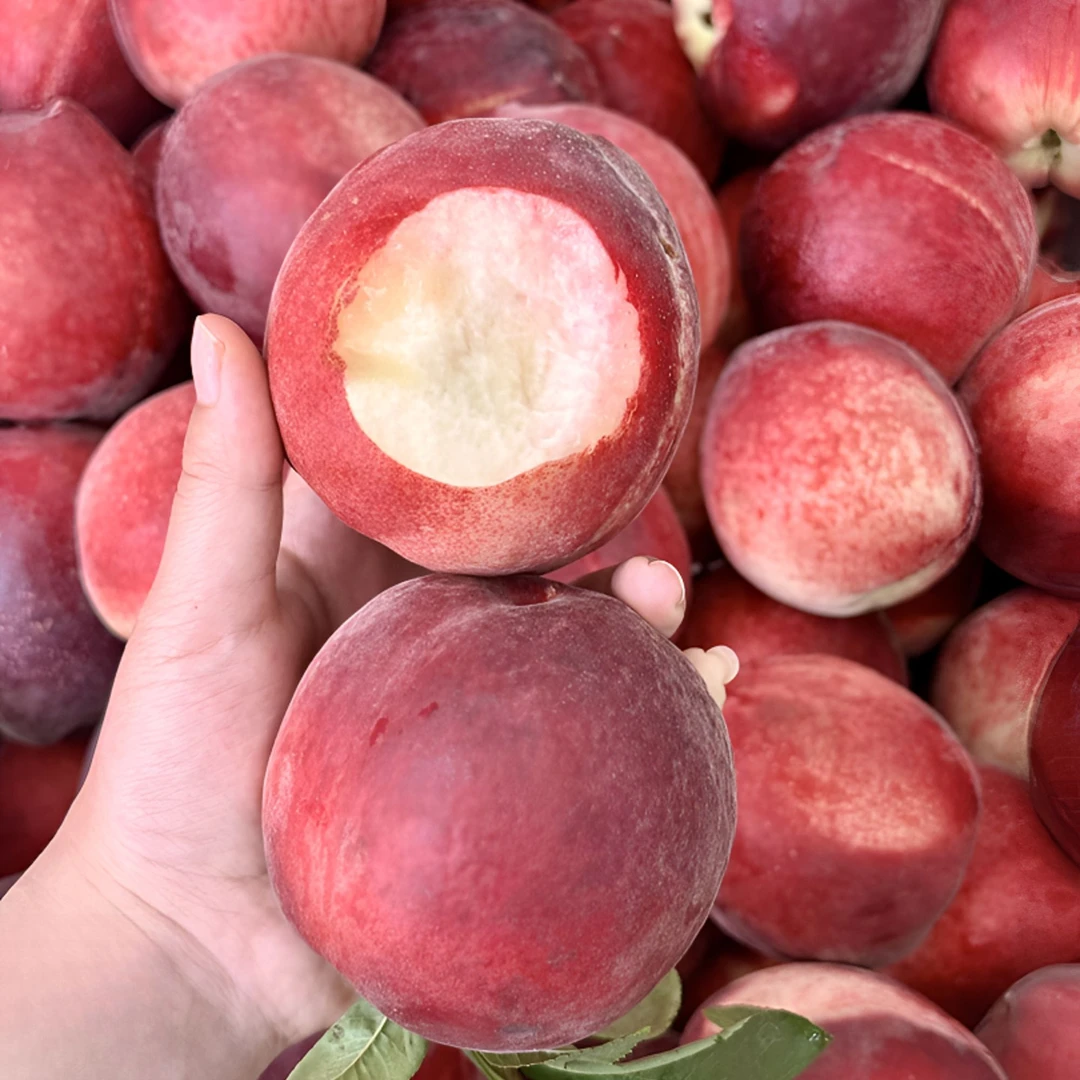 【脆甜多汁】山东蒙阴春雪水蜜桃 血丝蜜桃 新鲜采摘 产地直发