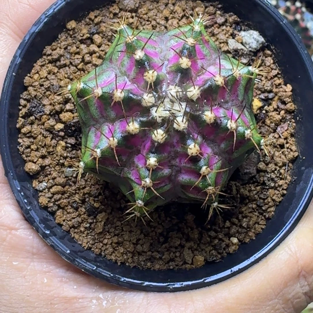 实生海神锦福利哦